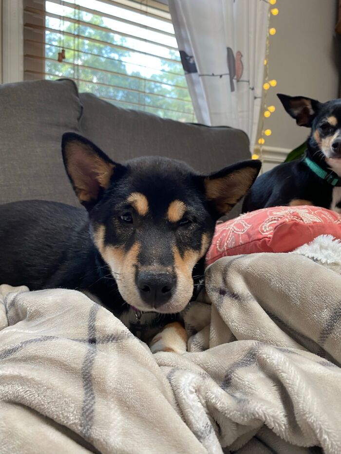 Our Shiba Torri Got Too Close And Personal With A Bee.