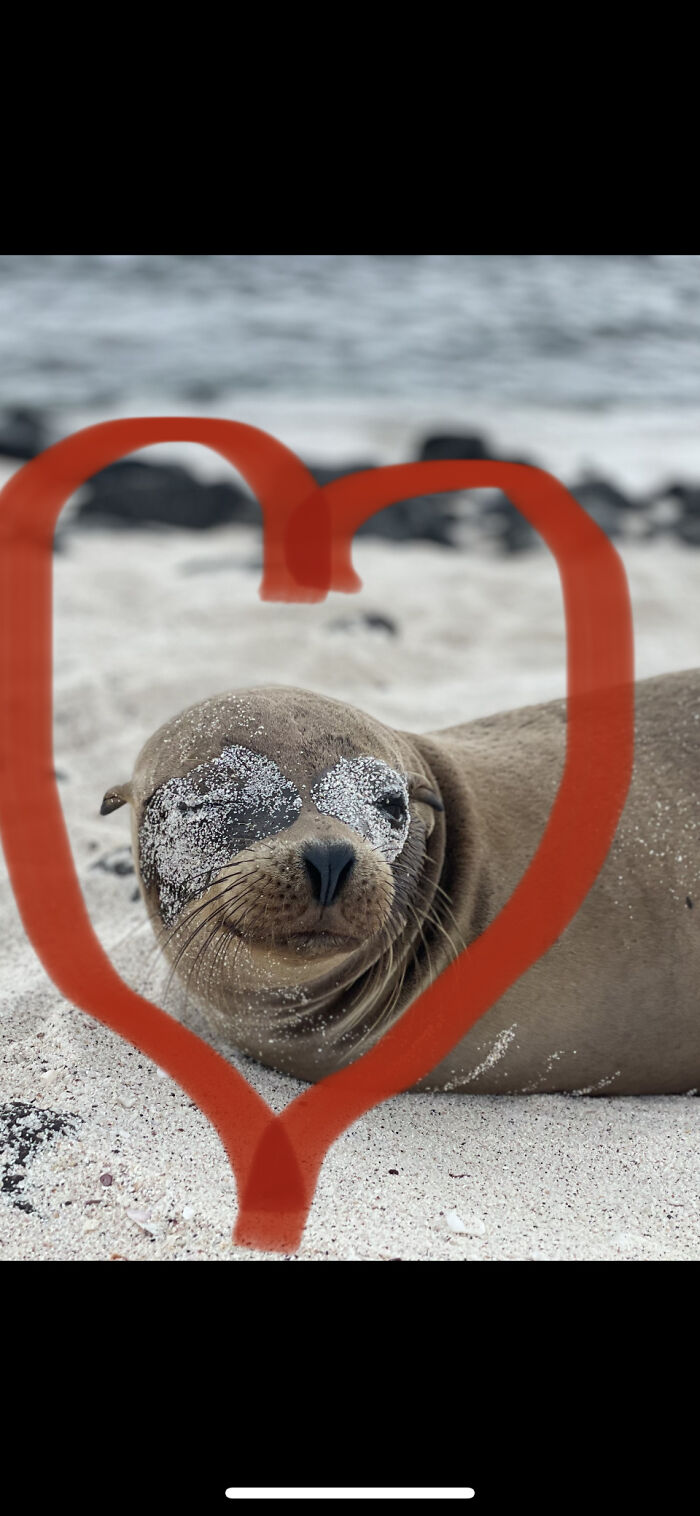 Collage For My Wife (Picture I Took On The Galagos Islands This Year)
