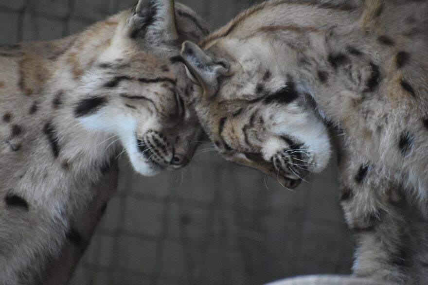 Sweet Head Butts At A German Zoo