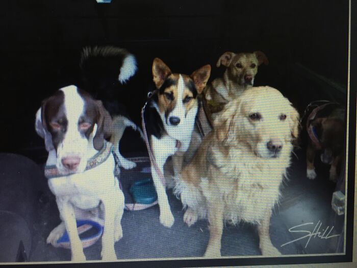 One? There Are More Than You Can See ;-) Including Ticks