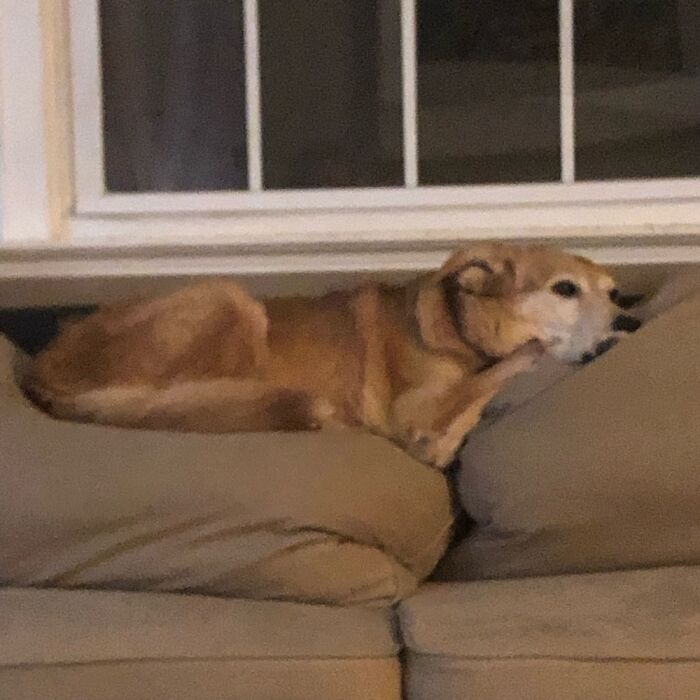 My Sleepy Doggo. Most Of My Camera Roll Is Of My Dogs