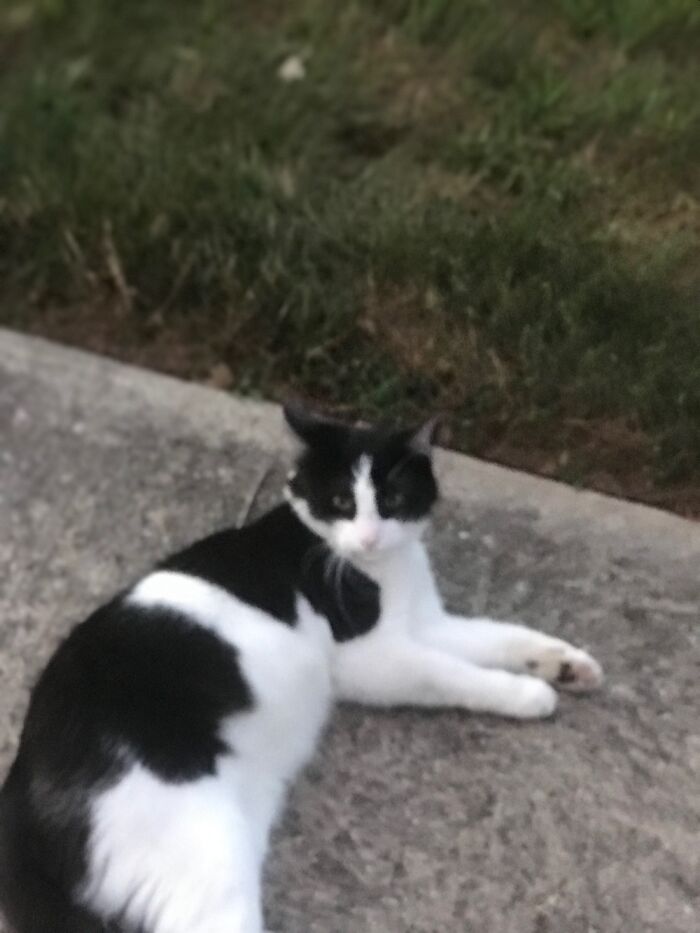 10 Best Photos Of A Cat I Saw 10 Best Photos Of A Cat I Saw