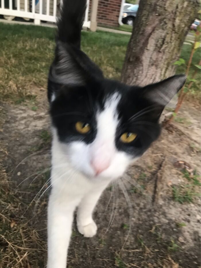 10 Best Photos Of A Cat I Saw 10 Best Photos Of A Cat I Saw