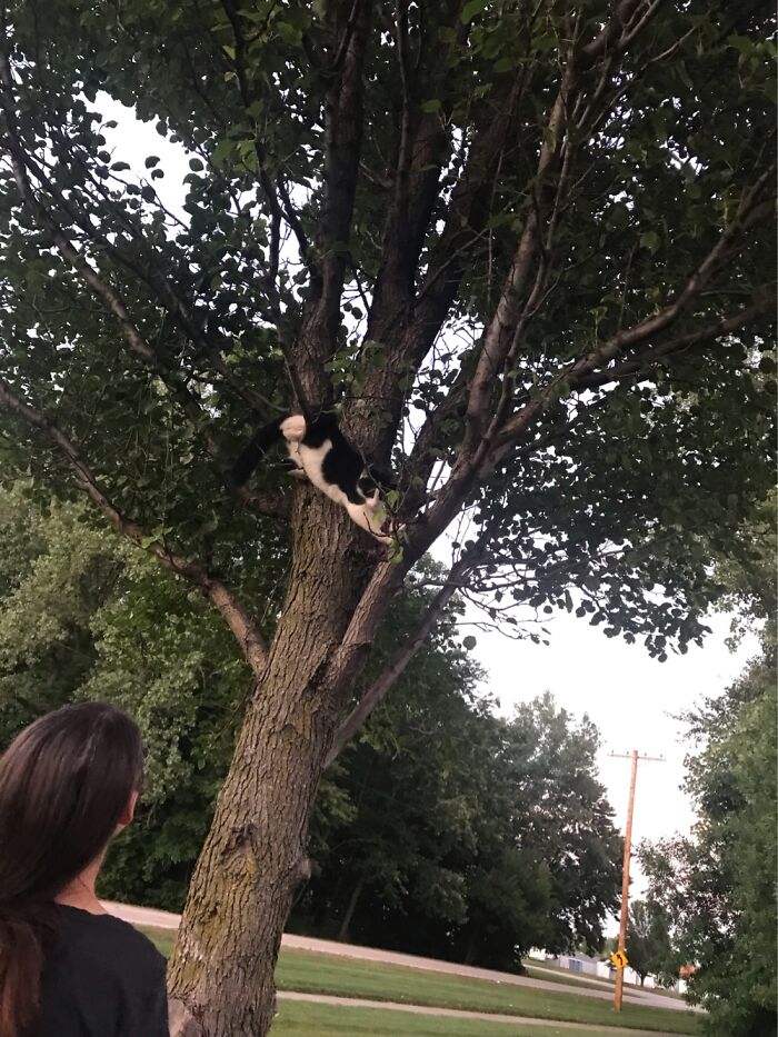 10 Best Photos Of A Cat I Saw 10 Best Photos Of A Cat I Saw