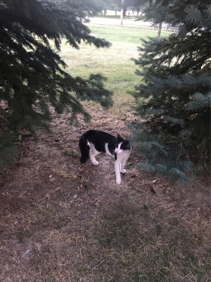 10 Best Photos Of A Cat I Saw 10 Best Photos Of A Cat I Saw