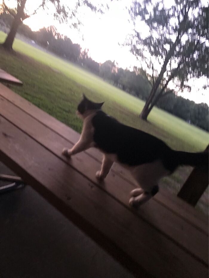 10 Best Photos Of A Cat I Saw 10 Best Photos Of A Cat I Saw