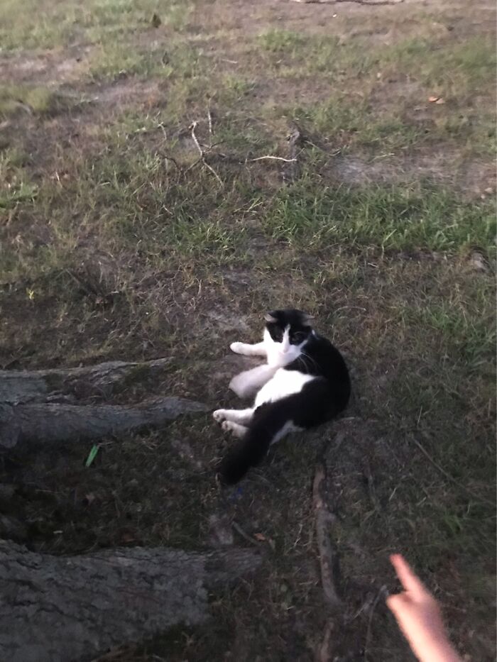 10 Best Photos Of A Cat I Saw 10 Best Photos Of A Cat I Saw