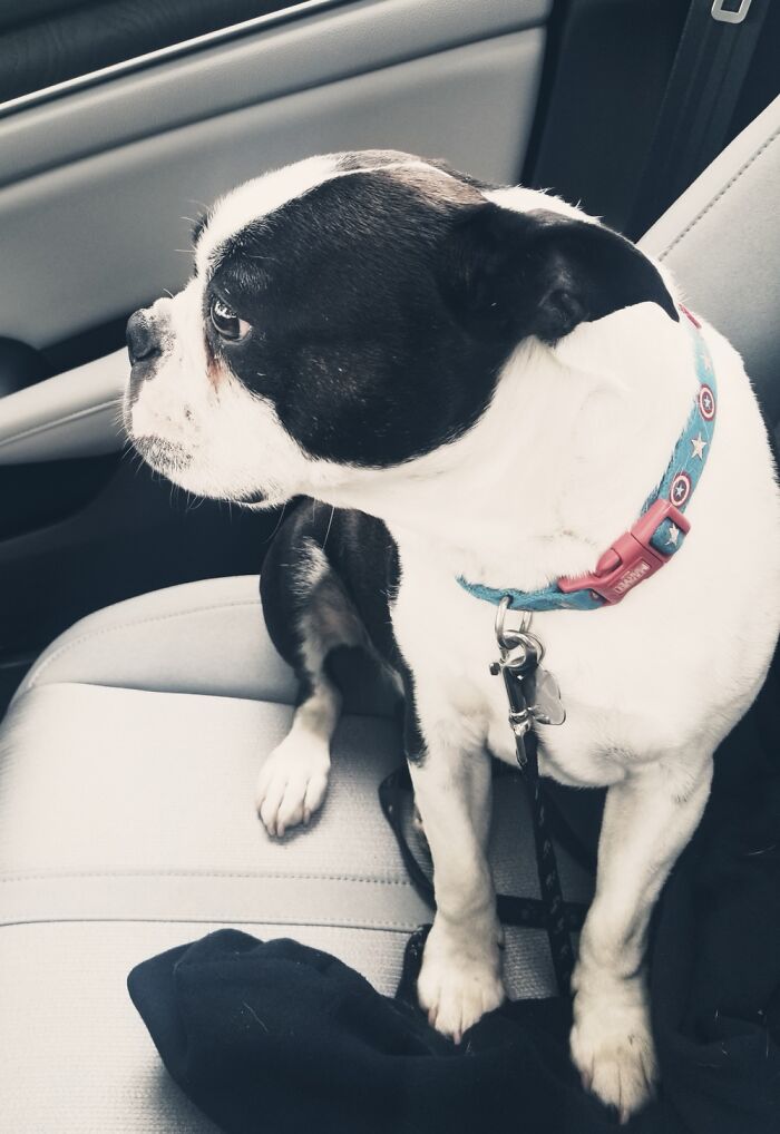 My Pup On The Way To The Vet. And He Knows It.