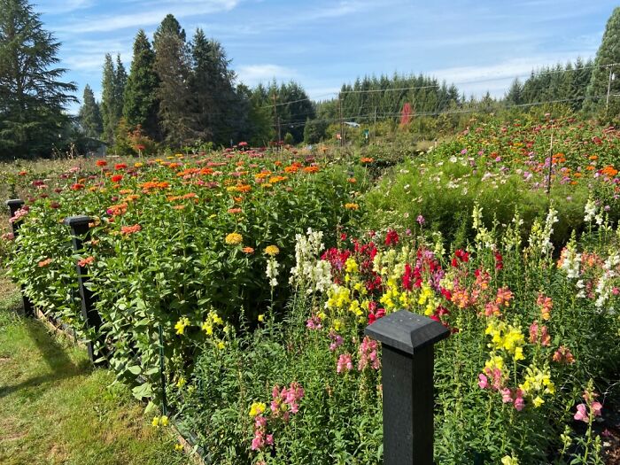 Beautiful Garden Down The Street From My House.