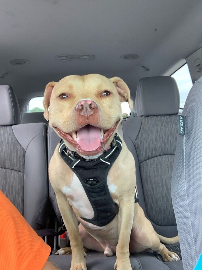 Hi My Name Is Doughnut