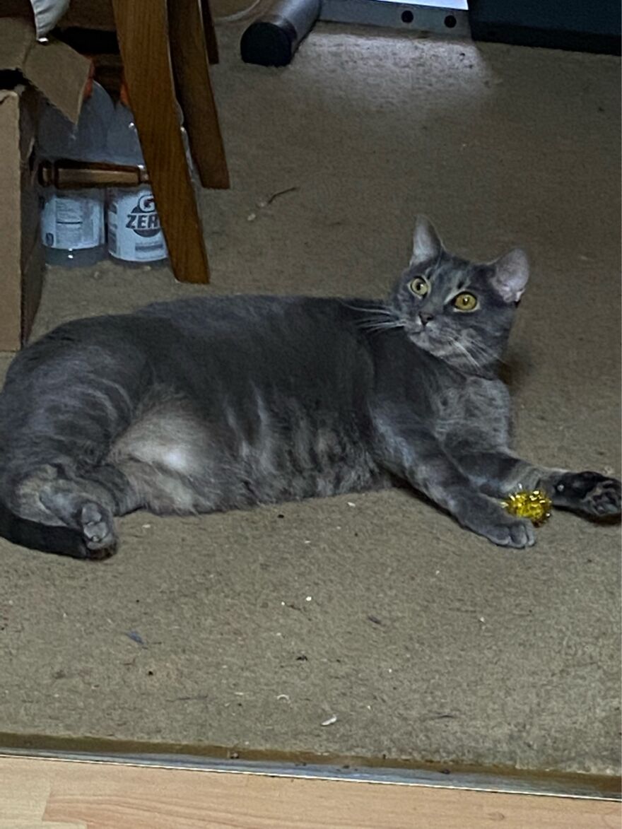 My Sweet Thor With His Favorite Toy.