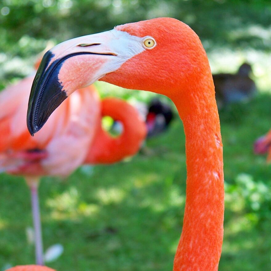 I Took This At The Zoo In Birmingham, Alabama Several Years Ago.