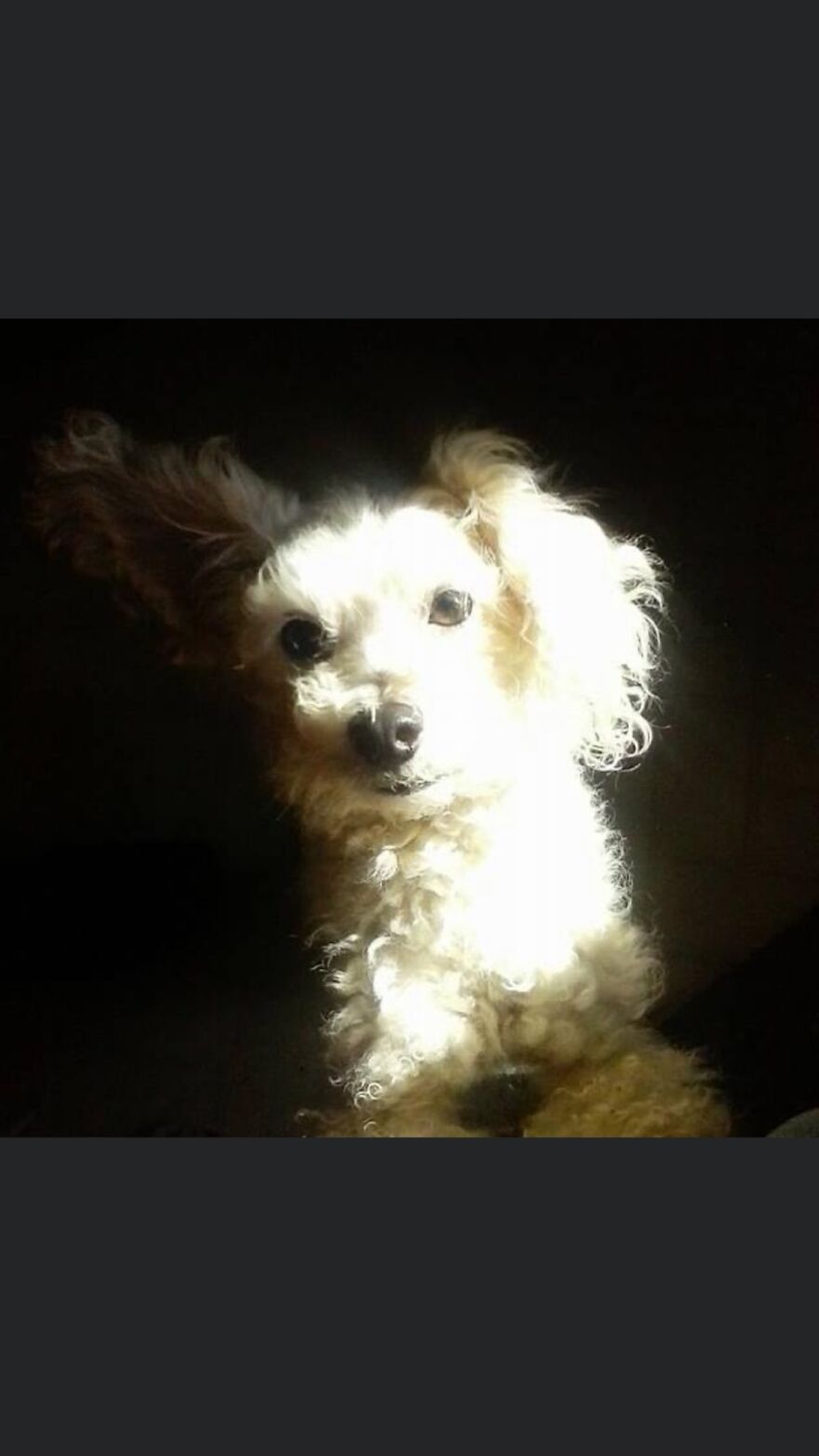 Sweet Cicero Before Old Age And Cataracts