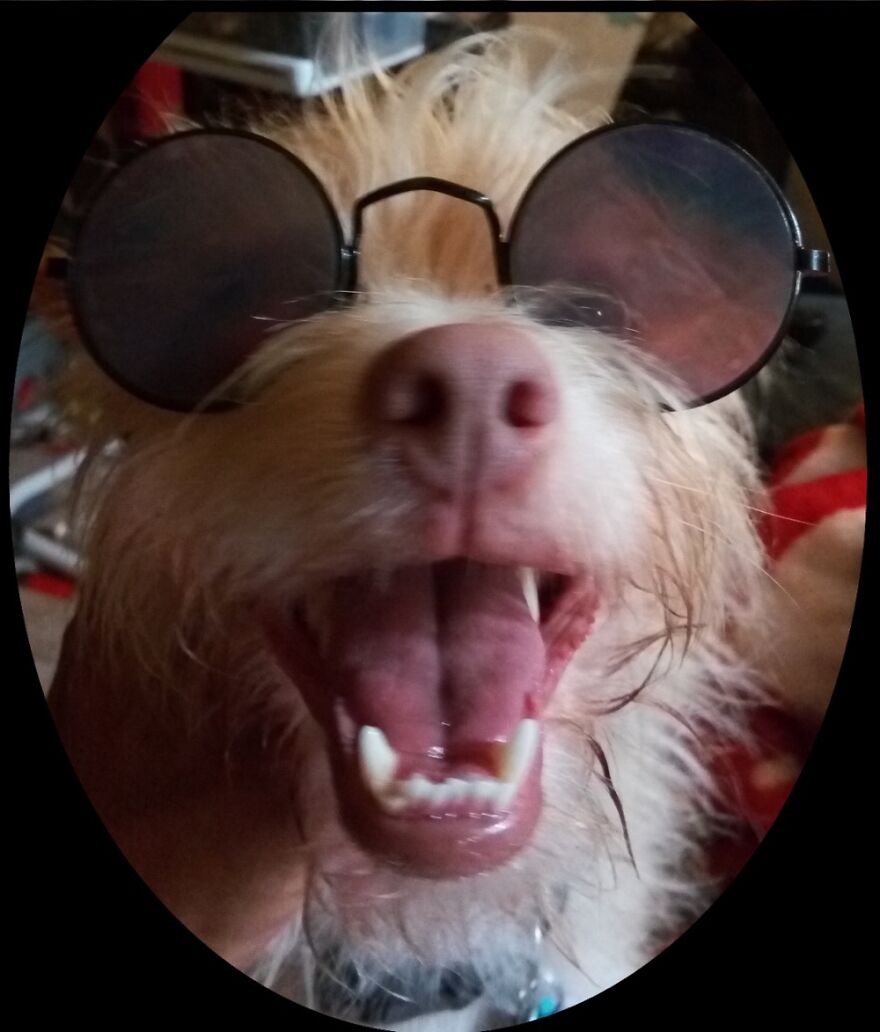 Buddy - Our Albino Terrier