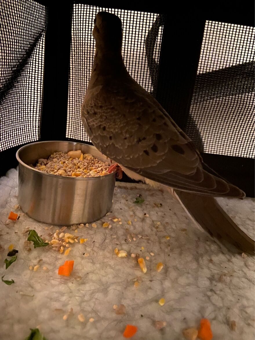 I Rescued This Malnourished Pigeon Dove Who Was Trapped Inside A Post Office For Days