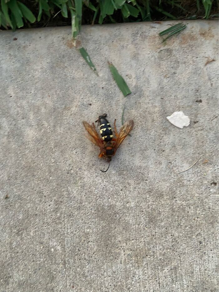 This Huge Wasp Thing She Looks Much Smaller In The Picture Than Irl