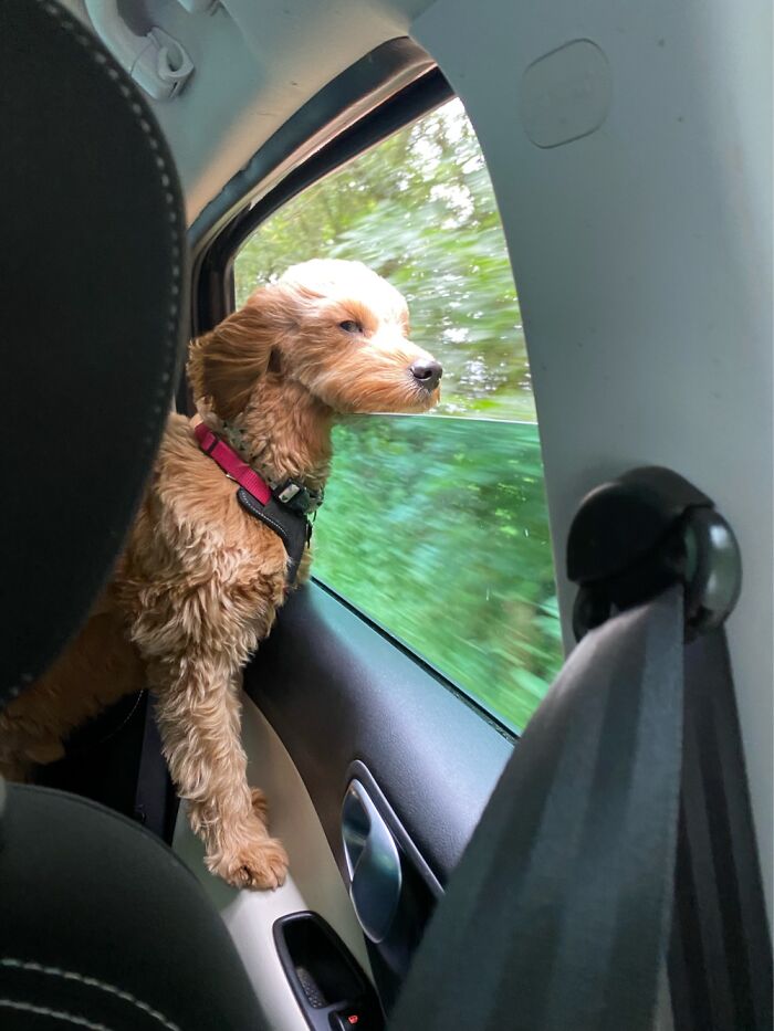 Hooman Is Getting Me Doggles So I Can Do This On Every Journey!!