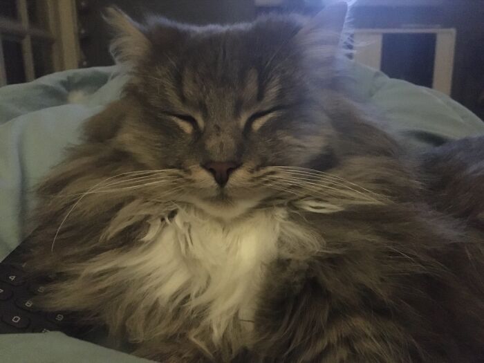 My Cute Lion, Nixon. Best Buddy Ever.