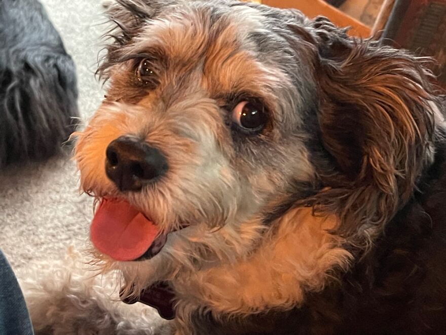 Skye, Our Eternal Puppy.