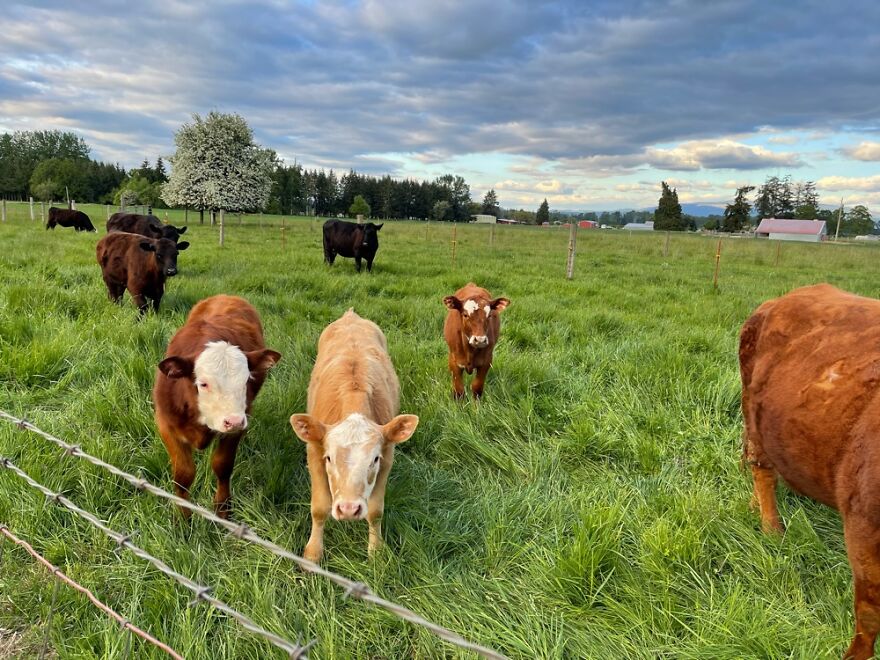 Our Newest Additions To Our Herd. Small Now, Big Later.