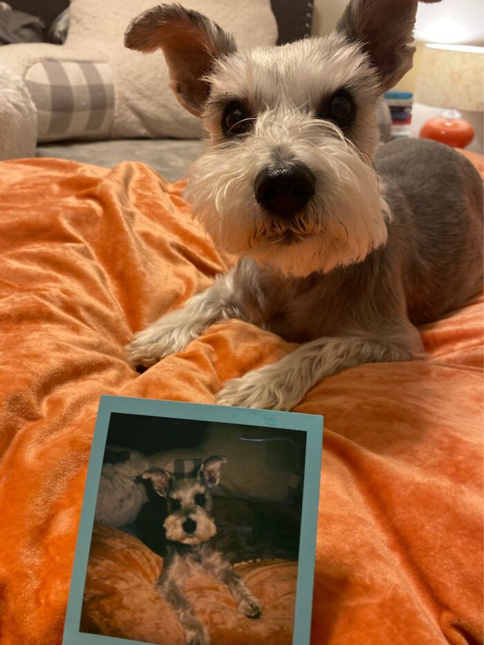 Schnauzer Inception