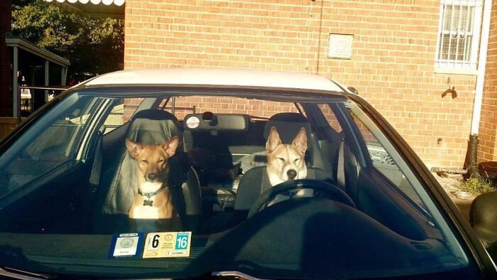 Don’t Mind Us We Are Out Cruising For Hotties