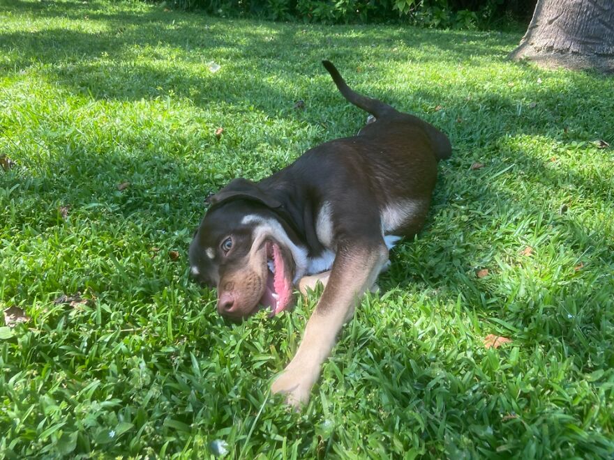 My Pup Looks Insanely Happy Here And That’s Pretty Awesome N Cool.