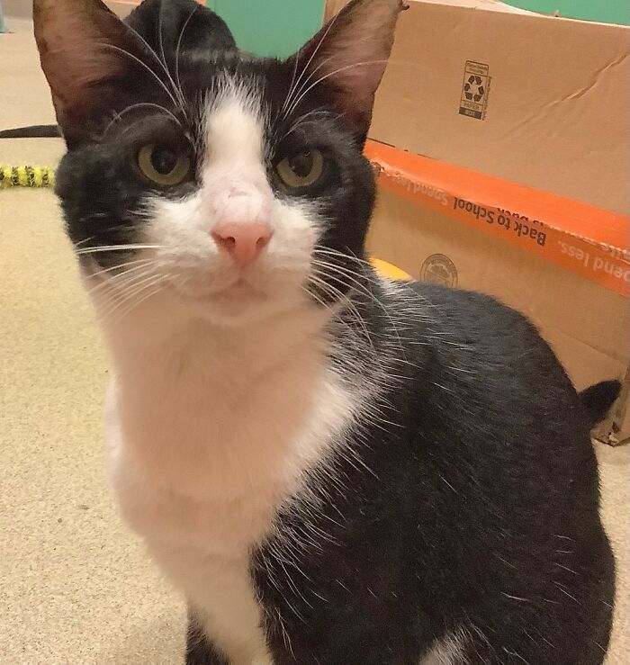 One Of The Sweetest Cats I’ve Ever Known