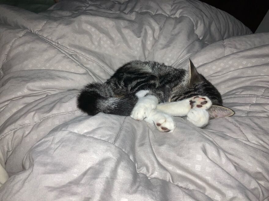 My Baby Kitten Waking Me Up. Just To Sleep On Me Afterwards!