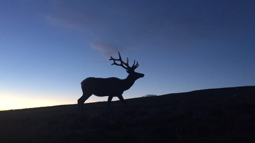 Elk At Dusk In Rocky Mountain National Park (2019)