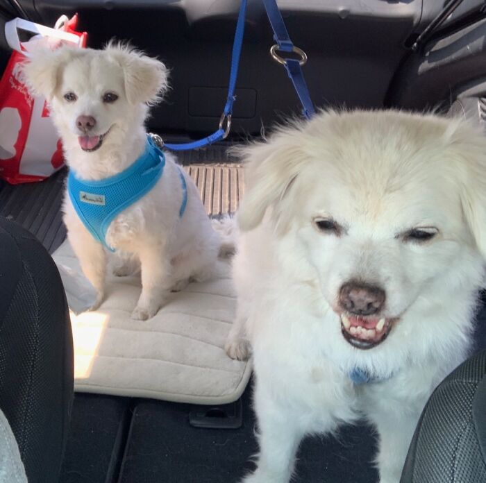 This Is Maggie (Right) Meeting Her New Sister Sophie (Left) For The First Time.