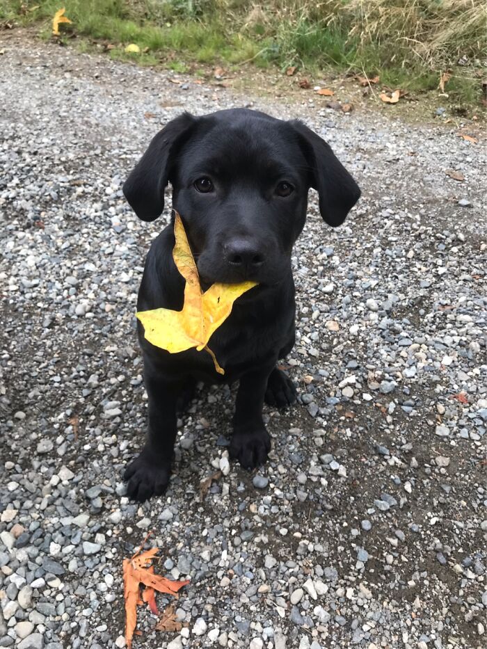 Ripley Caught A Leaf! So Proud Of Herself