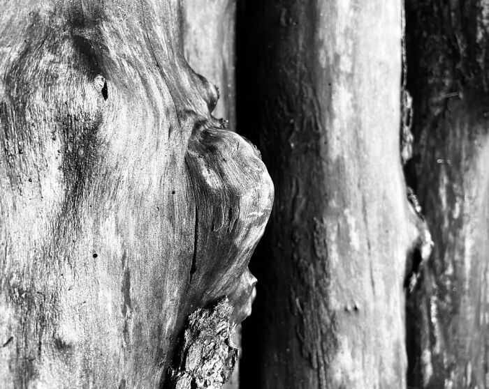 Pile Of Wood I Guess