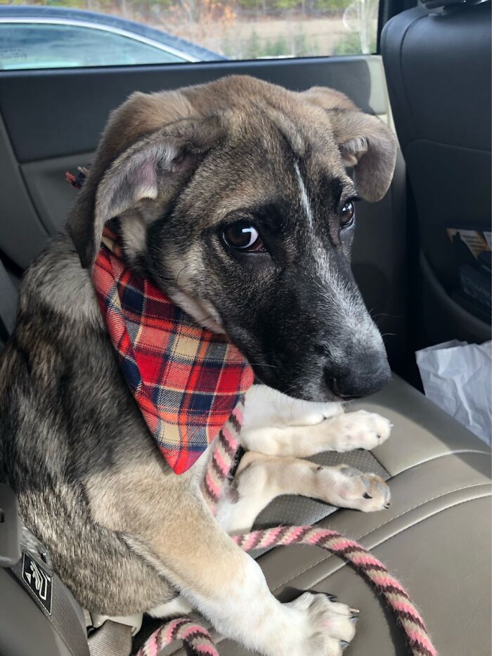 Puppy Eyes..literally