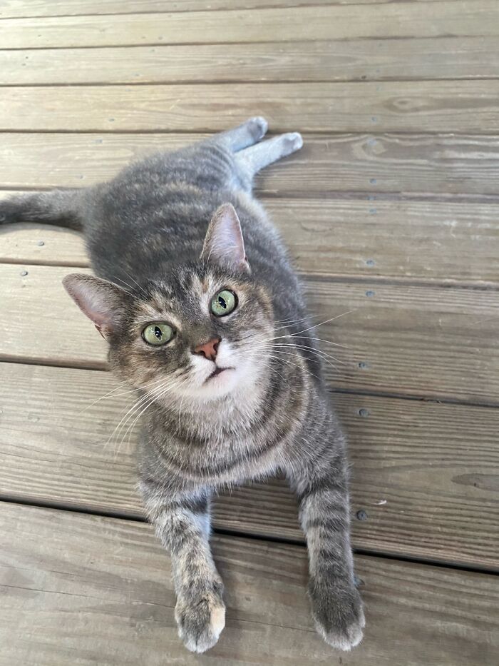 My Sweet Girl, Kitters