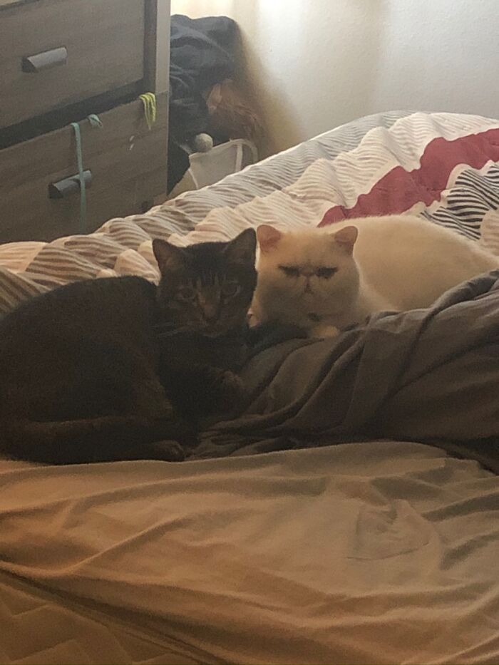 My Boys: Dax On The Left And Bumble On The Right