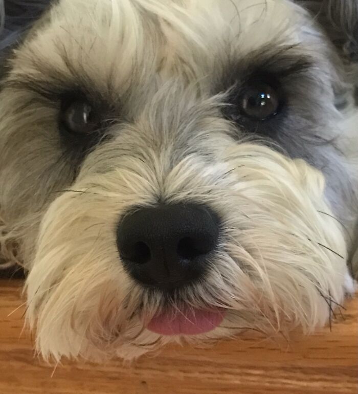 Black Gumdrop Nose. Bonus Blep.