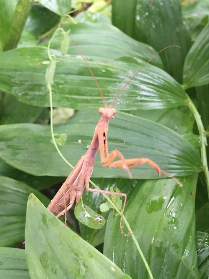 Female Praying Mantis