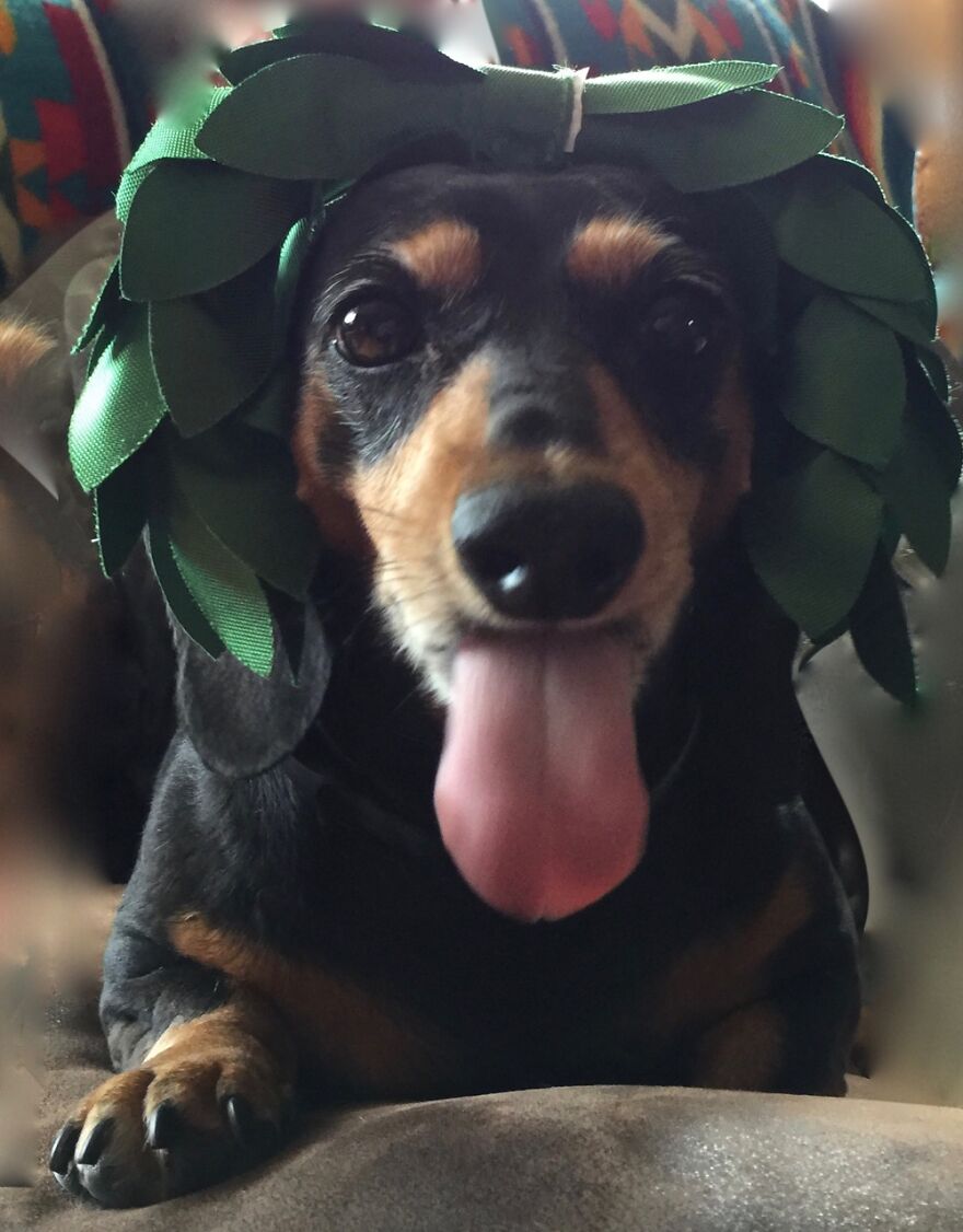 My Zuzu, Who Has Passed Away, She Was Just So Dang Cute! Miss Her Everyday.