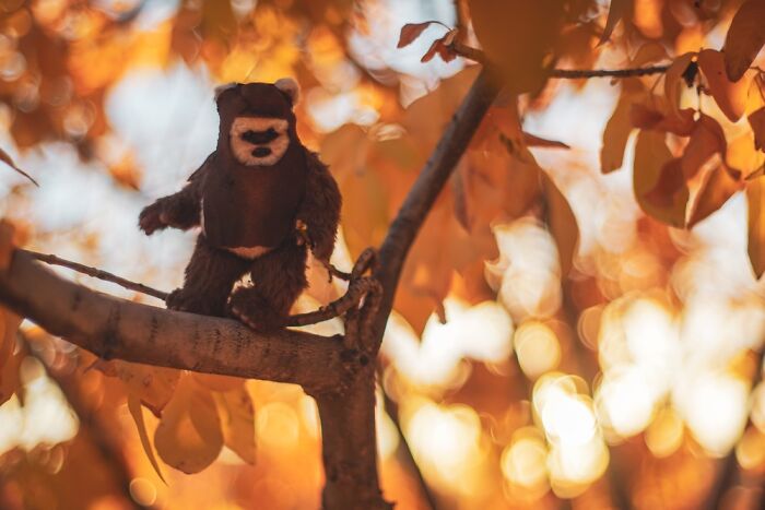 Hot Toys Wicket Adventures