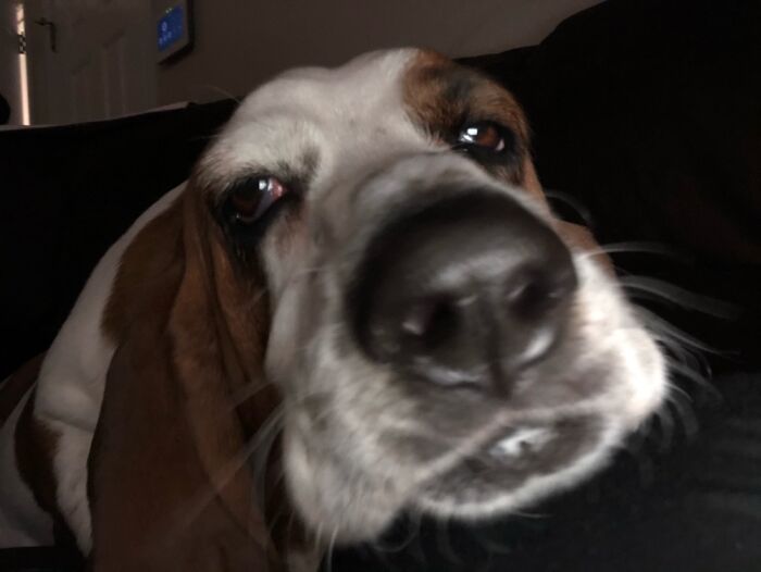 Basset Boop
