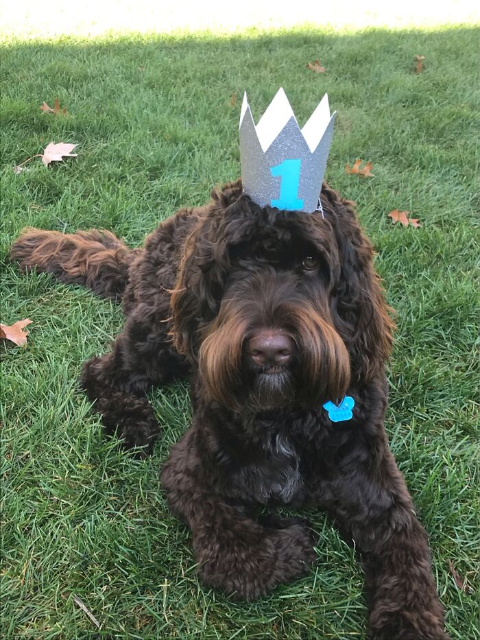 He Just Looks So Sad And It’s Sorta Funny Bc He Knows He Getting Old 🥺😂😍