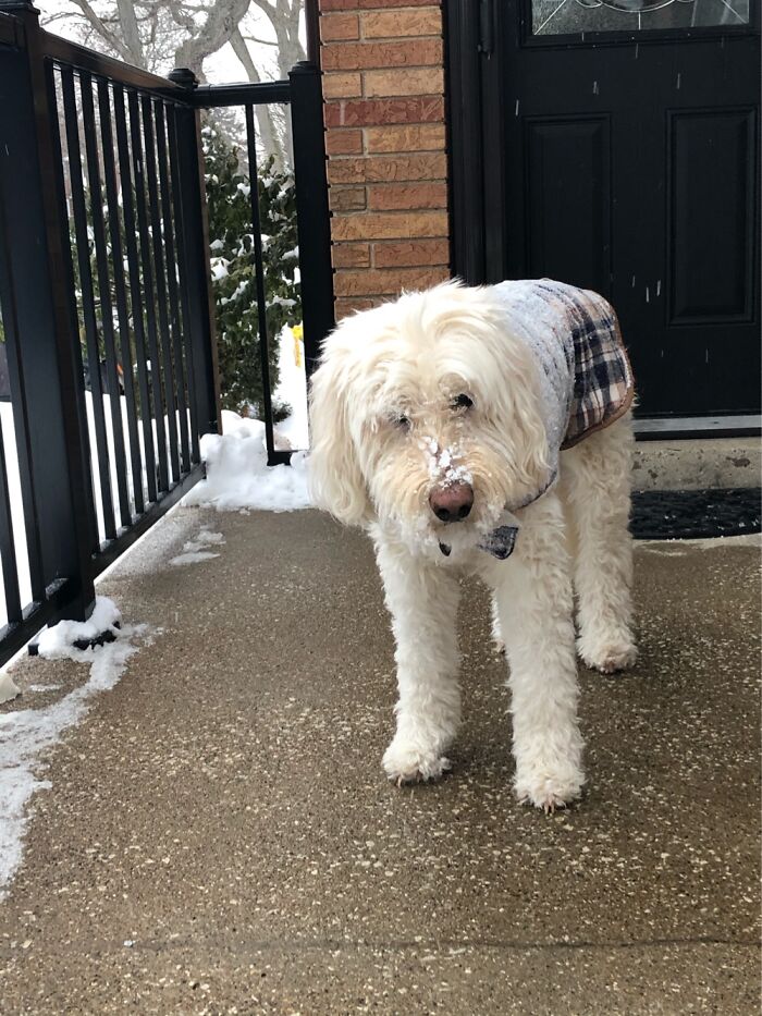 Our Little Furball, Abby, Outside Enjoying A Winter Morning.