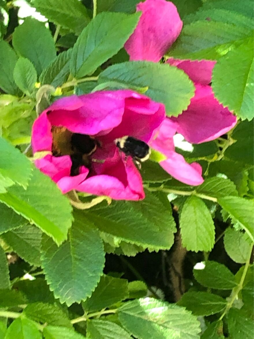 Two Bees In One Flower