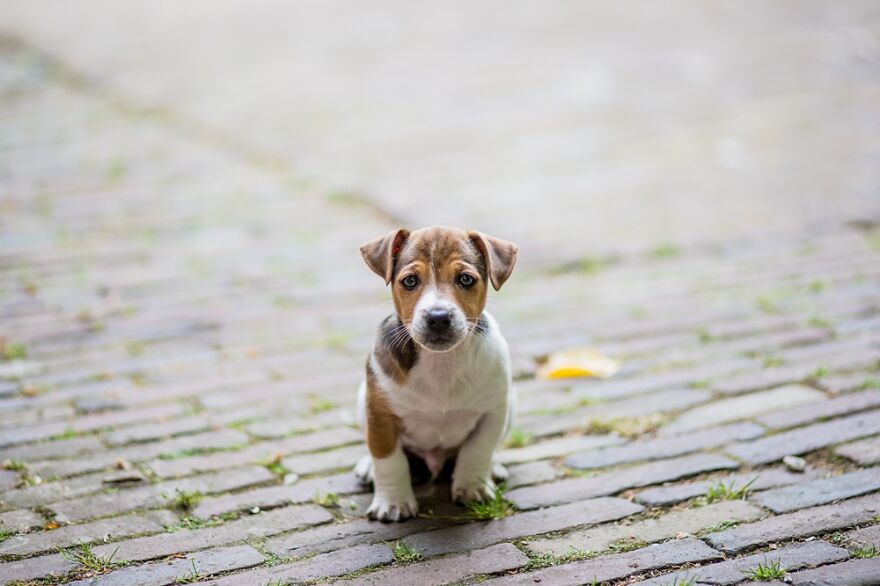 This Is Haggis, The Day He Arrived At My Parent’s Place.