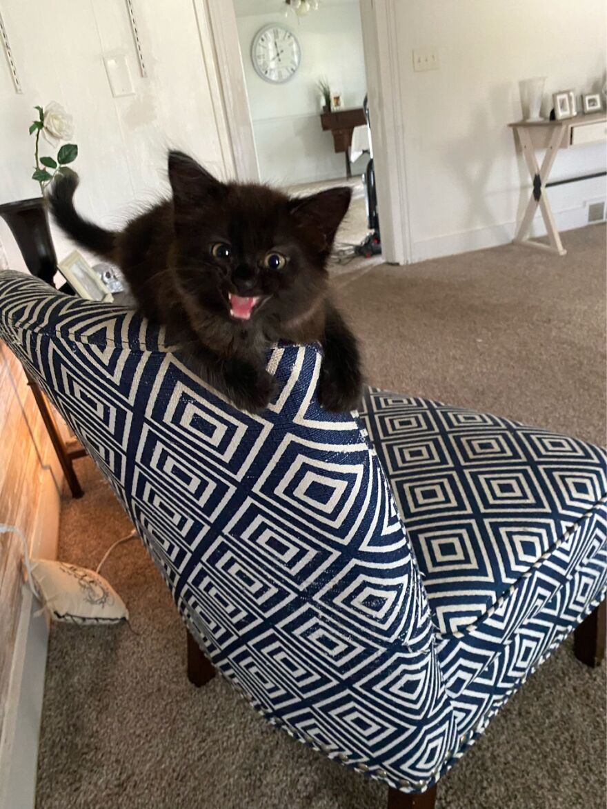 My New Kitten Kodak Black