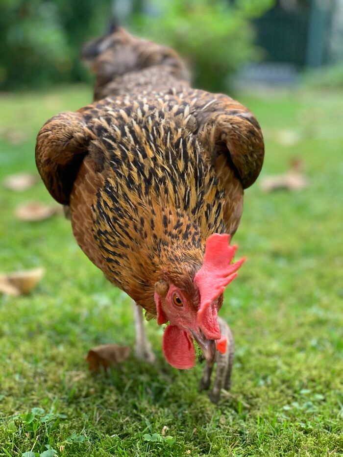 My Chicken Looks Like A T Rex