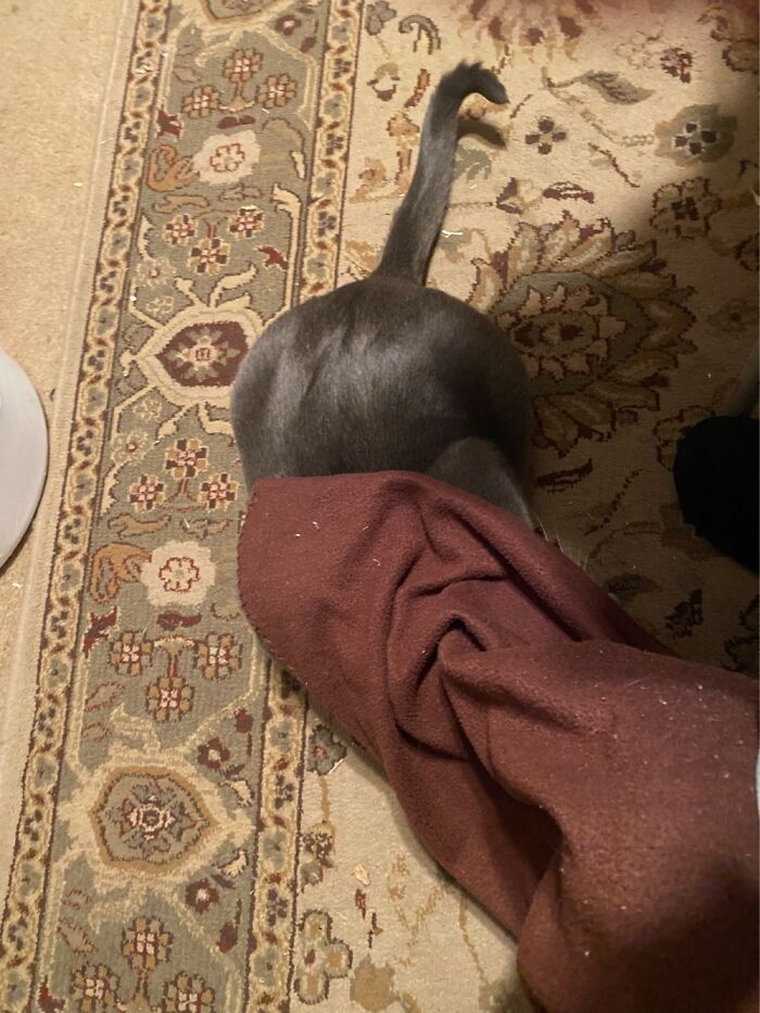 My Cat Thor Swears He Is Hidden