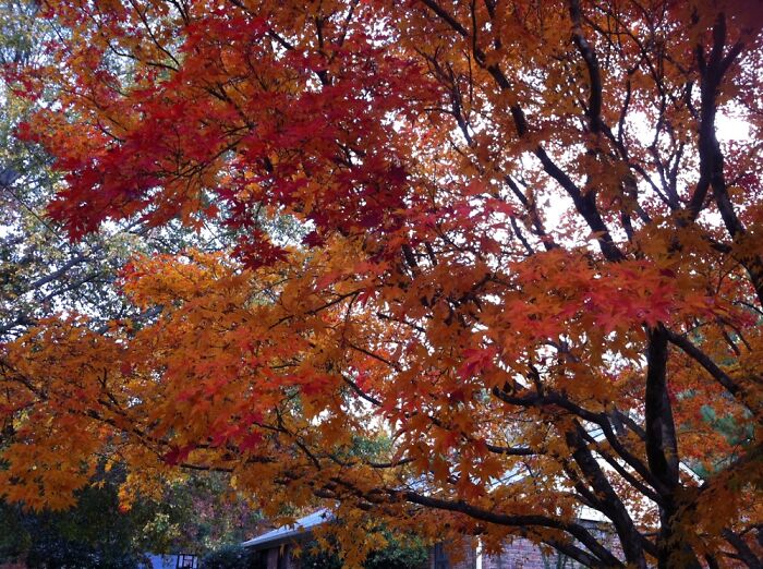 Tree In My Neighborhood