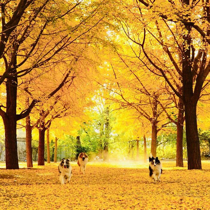 My Babies And Their Friend